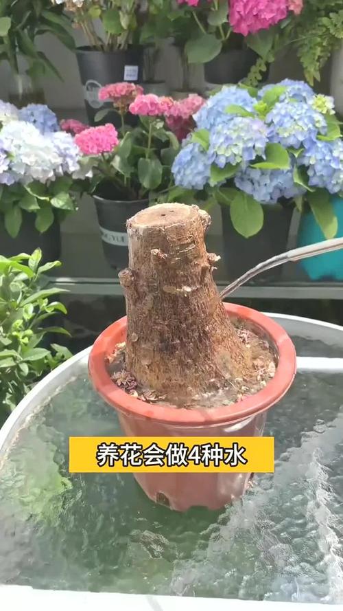 养花总养死是哪出问题了，养花总养死的搞笑说说-第4张图片-优品飞百科