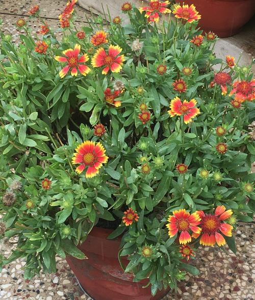 孔雀草用多大的盆种?孔雀草好养活吗?-第2张图片-优品飞百科 孔雀草用多大的盆种?孔雀草好养活吗?-第2张图片-优品飞百科