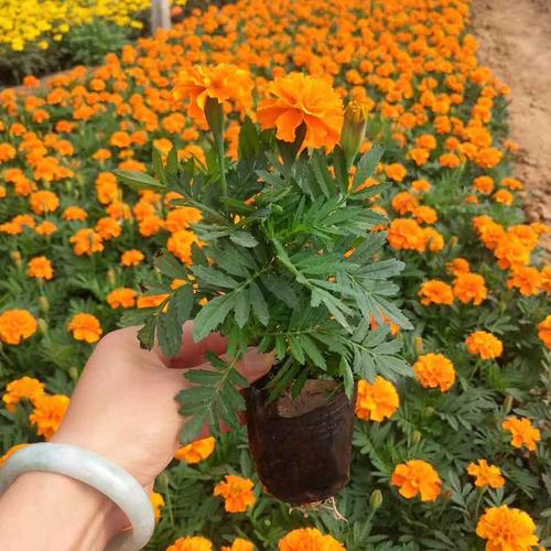 孔雀草用多大的盆种?孔雀草好养活吗?-第3张图片-优品飞百科 孔雀草用多大的盆种?孔雀草好养活吗?-第3张图片-优品飞百科