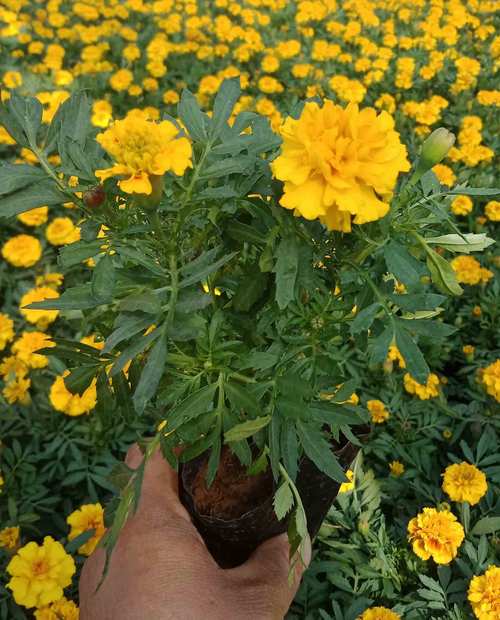 孔雀草用多大的盆种?孔雀草好养活吗?-第5张图片-优品飞百科 孔雀草用多大的盆种?孔雀草好养活吗?-第5张图片-优品飞百科