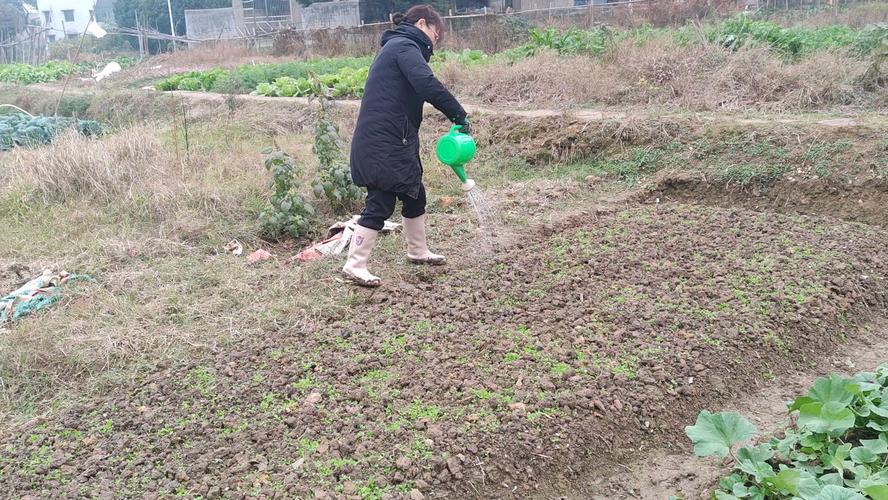 孔雀草用多大的盆种?孔雀草好养活吗?-第6张图片-优品飞百科 孔雀草用多大的盆种?孔雀草好养活吗?-第6张图片-优品飞百科