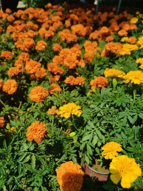 孔雀草用多大的盆种?孔雀草好养活吗?-第7张图片-优品飞百科 孔雀草用多大的盆种?孔雀草好养活吗?-第7张图片-优品飞百科