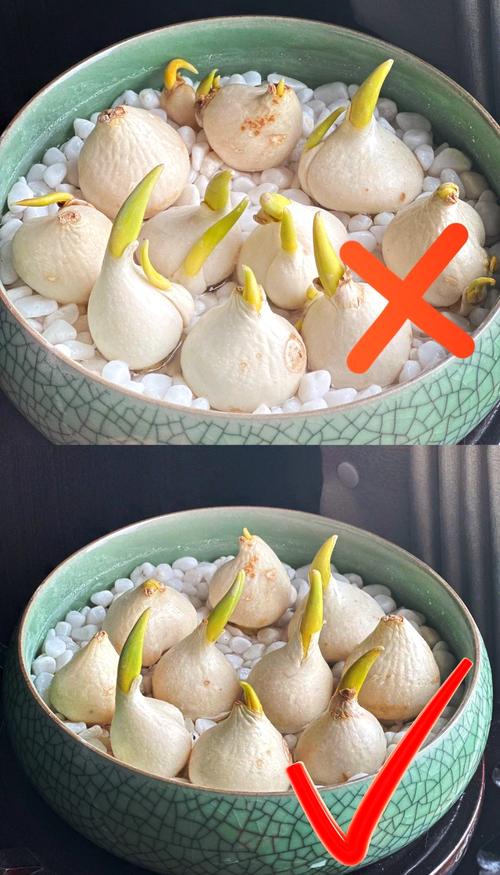 水培郁金香怎么养？水培郁金香怎么养才能更旺盛？-第1张图片-优品飞百科