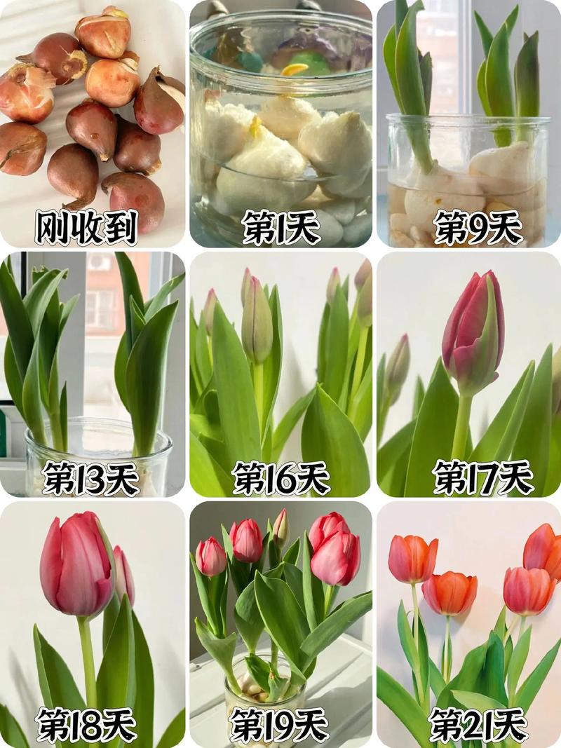 水培郁金香怎么养？水培郁金香怎么养才能更旺盛？-第2张图片-优品飞百科