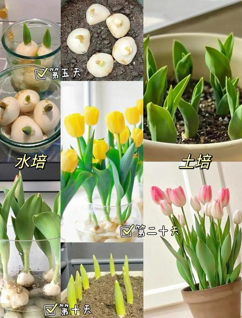 水培郁金香怎么养？水培郁金香怎么养才能更旺盛？-第3张图片-优品飞百科