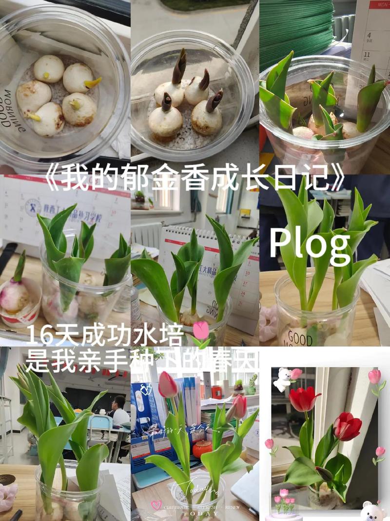 水培郁金香怎么养？水培郁金香怎么养才能更旺盛？-第4张图片-优品飞百科