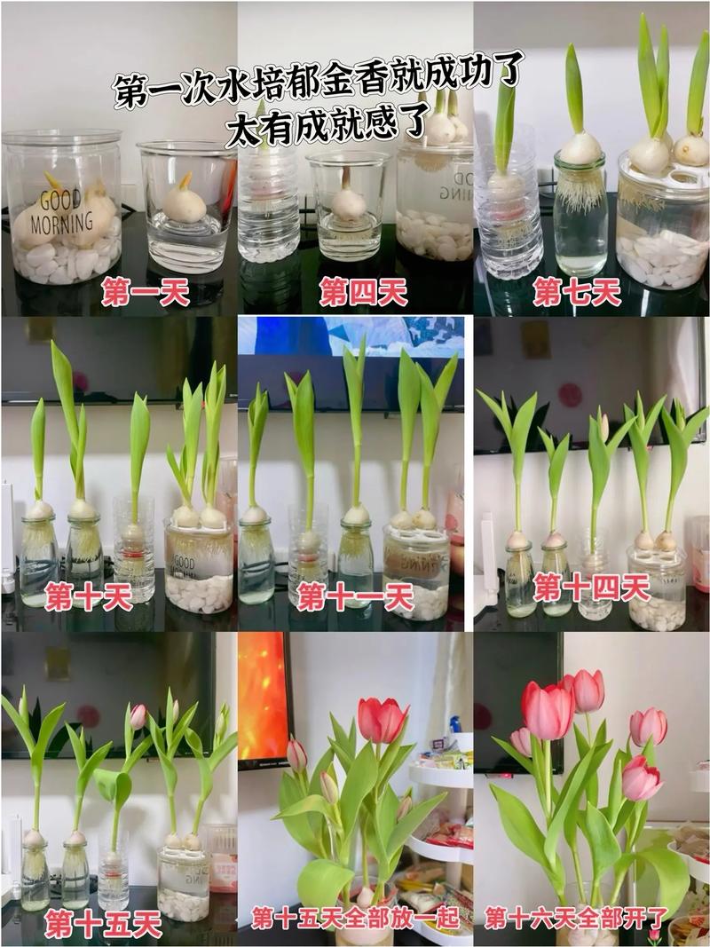 水培郁金香怎么养？水培郁金香怎么养才能更旺盛？-第5张图片-优品飞百科