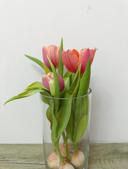 水培郁金香怎么养？水培郁金香怎么养才能更旺盛？-第6张图片-优品飞百科