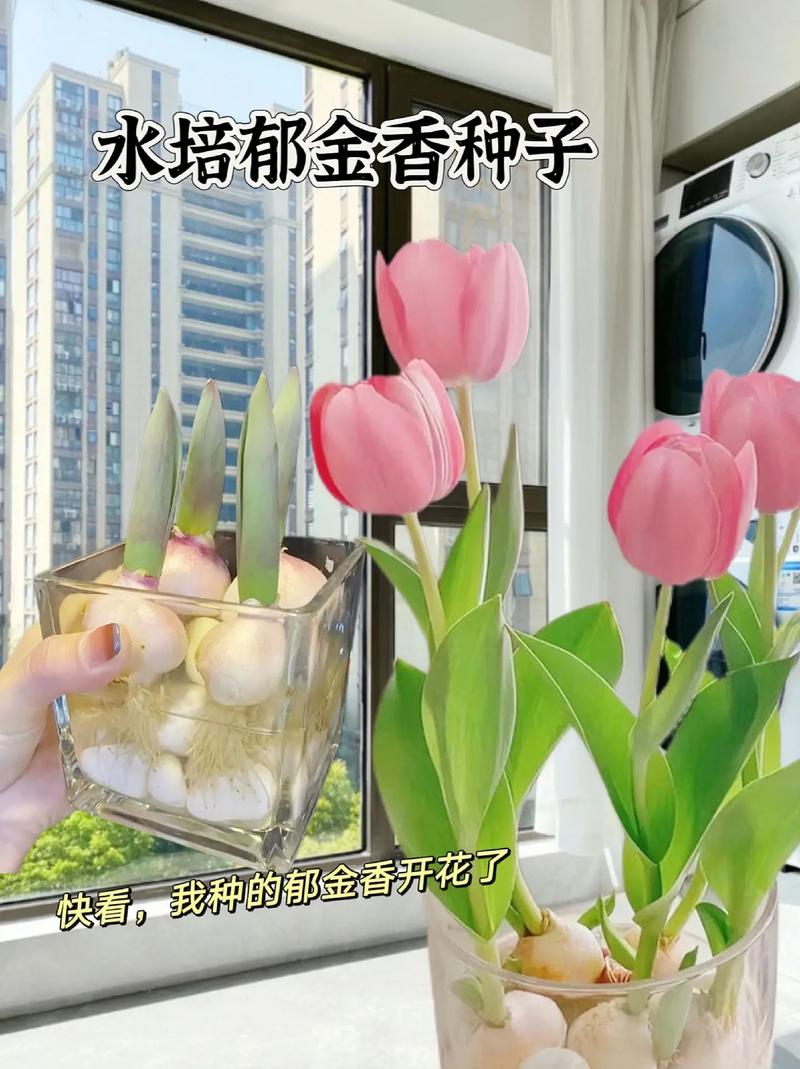 水培郁金香怎么养？水培郁金香怎么养才能更旺盛？-第7张图片-优品飞百科