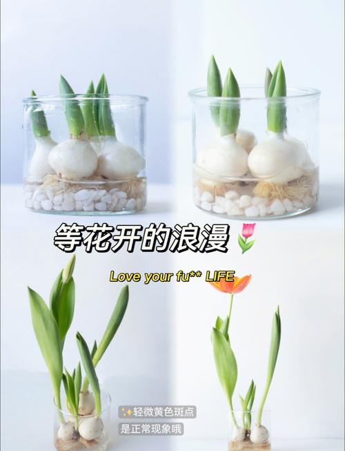 水培郁金香怎么养？水培郁金香怎么养才能更旺盛？-第8张图片-优品飞百科