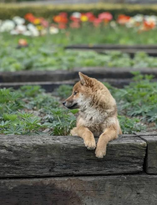 养花最厉害的“神仙水”？植物神仙水？-第2张图片-优品飞百科