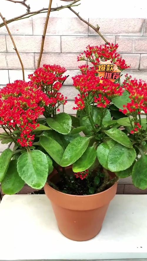 养花最厉害的“神仙水”？植物神仙水？-第4张图片-优品飞百科