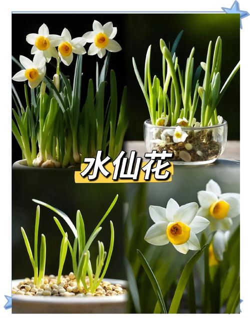 养花最厉害的“神仙水”？植物神仙水？-第7张图片-优品飞百科