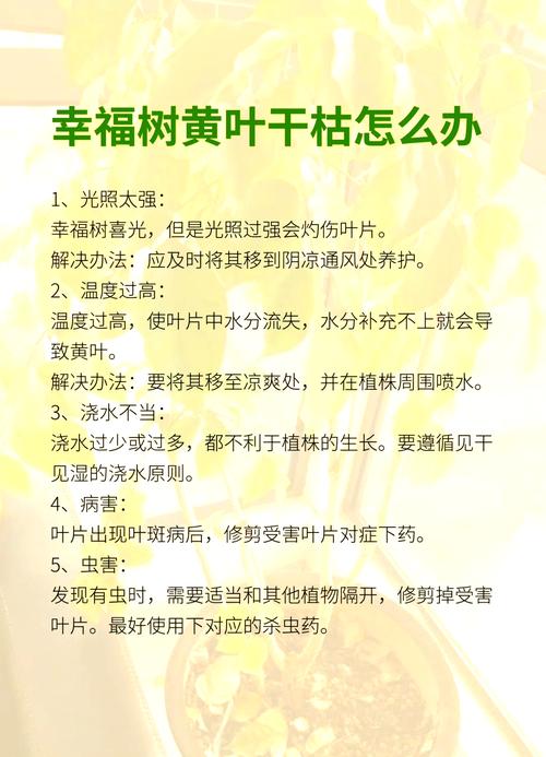 幸福树怎么养,幸福树怎么养护?-第1张图片-优品飞百科 幸福树怎么养,幸福树怎么养护?-第1张图片-优品飞百科