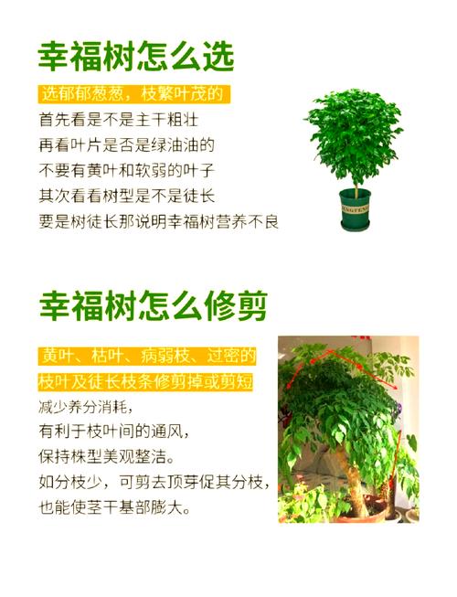 幸福树怎么养,幸福树怎么养护?-第2张图片-优品飞百科 幸福树怎么养,幸福树怎么养护?-第2张图片-优品飞百科