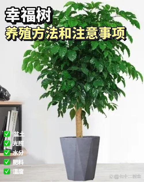 幸福树怎么养,幸福树怎么养护?-第3张图片-优品飞百科 幸福树怎么养,幸福树怎么养护?-第3张图片-优品飞百科