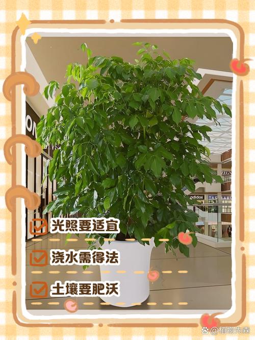 幸福树怎么养,幸福树怎么养护?-第4张图片-优品飞百科 幸福树怎么养,幸福树怎么养护?-第4张图片-优品飞百科