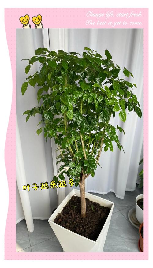 幸福树怎么养,幸福树怎么养护?-第6张图片-优品飞百科 幸福树怎么养,幸福树怎么养护?-第6张图片-优品飞百科