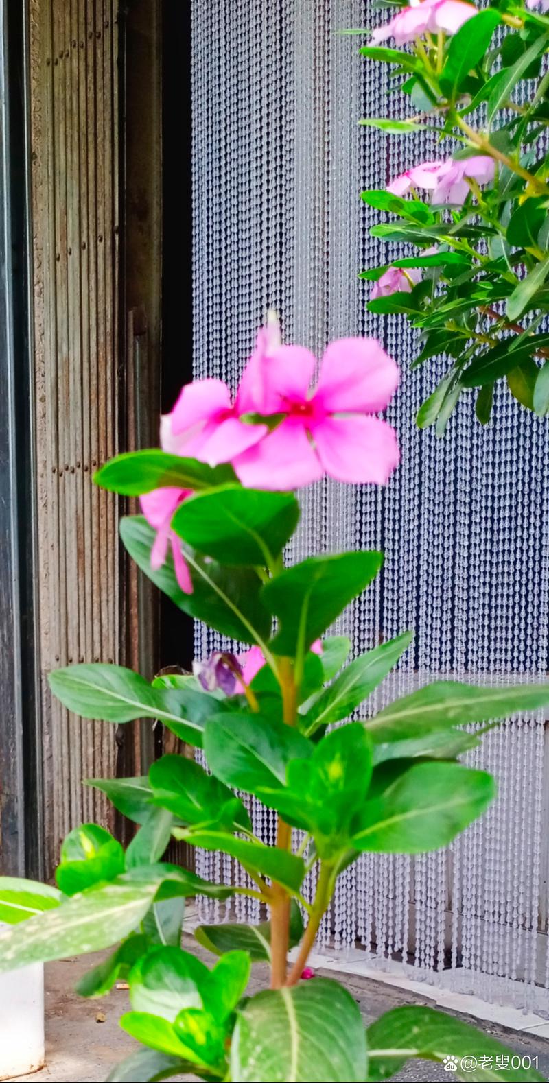 四季梅怎么繁殖，四季梅繁殖方法-第2张图片-优品飞百科