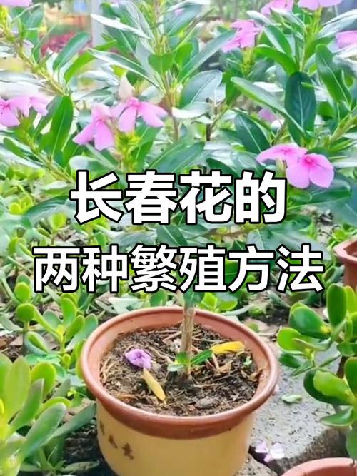 四季梅怎么繁殖，四季梅繁殖方法-第3张图片-优品飞百科