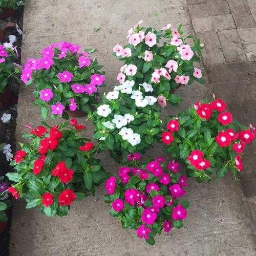 四季梅怎么繁殖，四季梅繁殖方法-第4张图片-优品飞百科