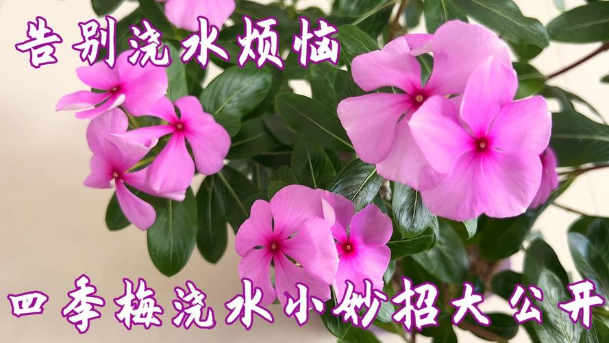 四季梅怎么繁殖，四季梅繁殖方法-第5张图片-优品飞百科