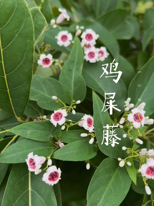 鸡屎藤的养护方法？鸡屎藤的介绍？-第1张图片-优品飞百科