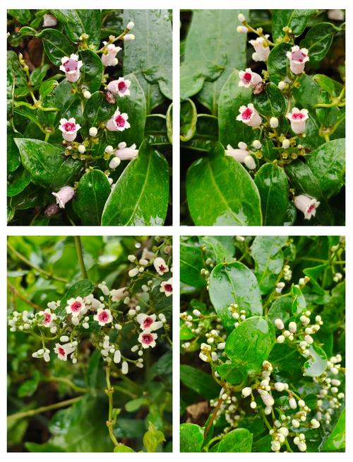 鸡屎藤的养护方法？鸡屎藤的介绍？-第2张图片-优品飞百科