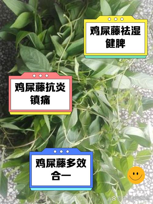 鸡屎藤的养护方法？鸡屎藤的介绍？-第3张图片-优品飞百科