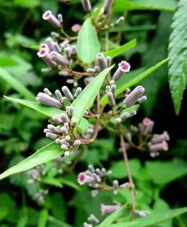 鸡屎藤的养护方法？鸡屎藤的介绍？-第4张图片-优品飞百科