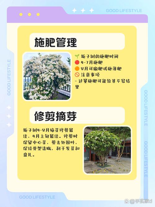 鸡屎藤的养护方法？鸡屎藤的介绍？-第5张图片-优品飞百科