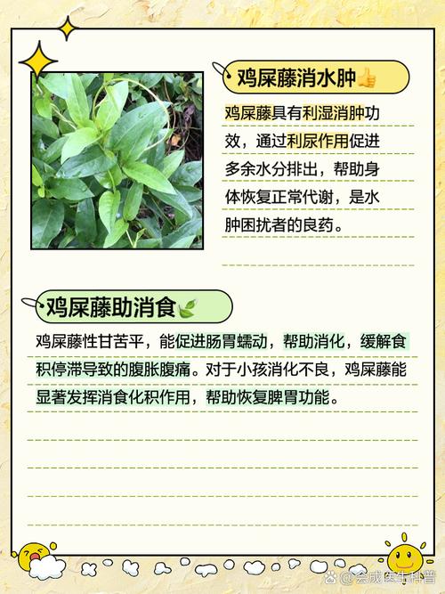 鸡屎藤的养护方法？鸡屎藤的介绍？-第6张图片-优品飞百科