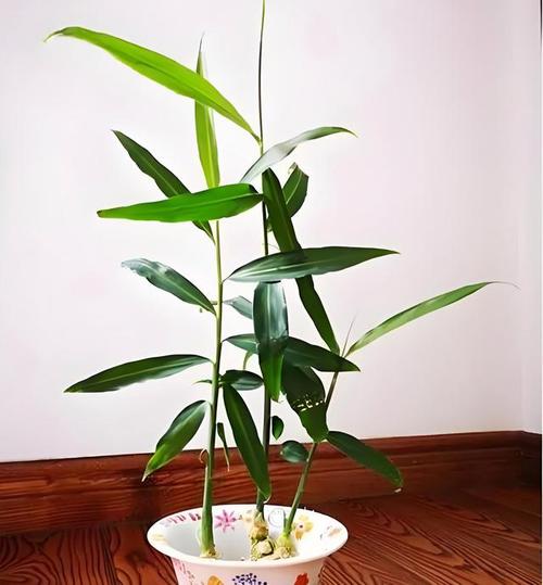 姜的养殖方法？姜的养殖方法视频？-第2张图片-优品飞百科