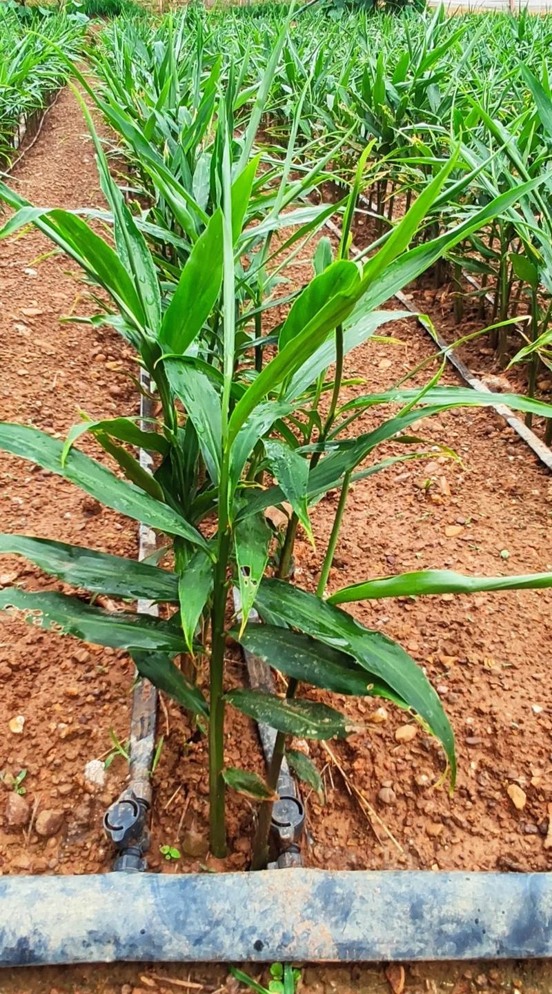 姜的养殖方法？姜的养殖方法视频？-第3张图片-优品飞百科