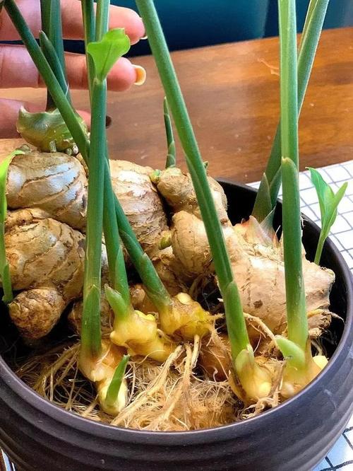 姜的养殖方法？姜的养殖方法视频？-第5张图片-优品飞百科