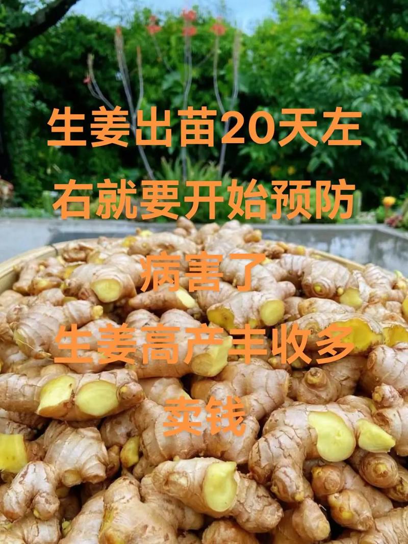 姜的养殖方法？姜的养殖方法视频？-第6张图片-优品飞百科