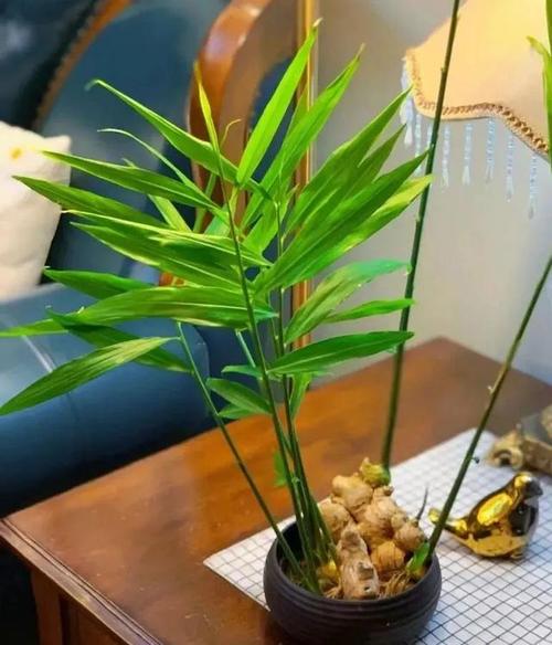 姜的养殖方法？姜的养殖方法视频？-第7张图片-优品飞百科