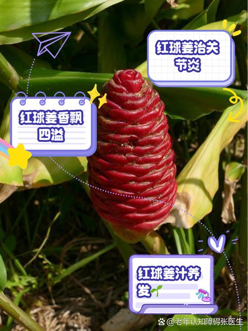 姜的养殖方法？姜的养殖方法视频？-第8张图片-优品飞百科