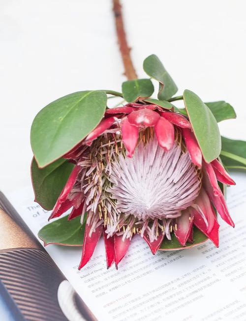 帝王花怎么养,帝王花怎么种植-第1张图片-优品飞百科 帝王花怎么养,帝王花怎么种植-第1张图片-优品飞百科