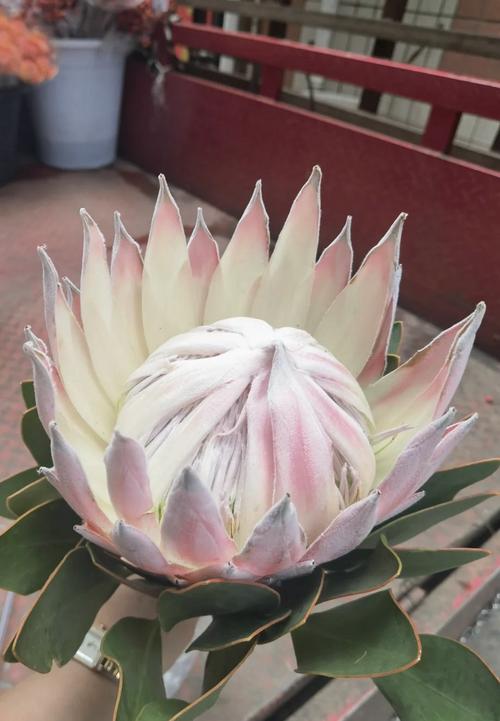 帝王花怎么养,帝王花怎么种植-第2张图片-优品飞百科 帝王花怎么养,帝王花怎么种植-第2张图片-优品飞百科