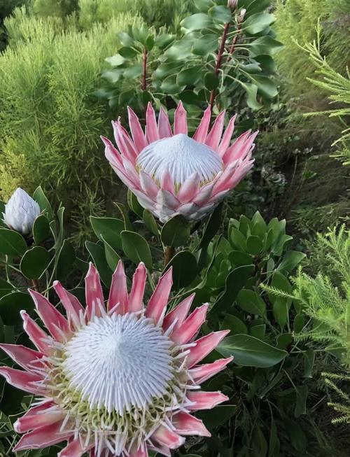 帝王花怎么养,帝王花怎么种植-第3张图片-优品飞百科 帝王花怎么养,帝王花怎么种植-第3张图片-优品飞百科