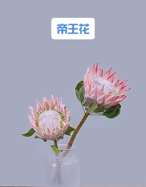 帝王花怎么养,帝王花怎么种植-第4张图片-优品飞百科 帝王花怎么养,帝王花怎么种植-第4张图片-优品飞百科