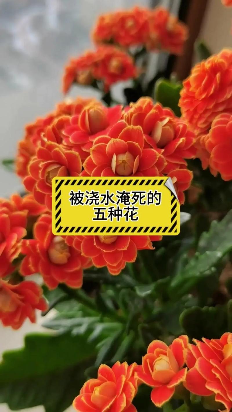 黄叶快死的花,黄叶死苗烂根急救120?-第1张图片-优品飞百科 黄叶快死的花,黄叶死苗烂根急救120?-第1张图片-优品飞百科
