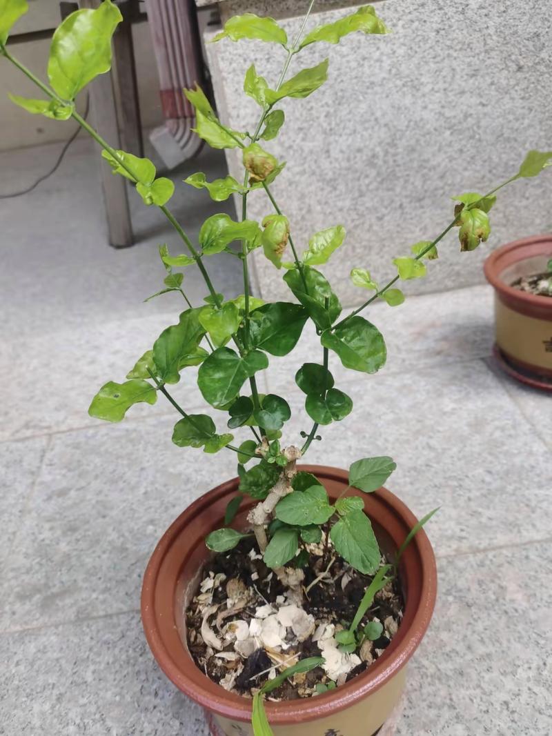 黄叶快死的花,黄叶死苗烂根急救120?-第2张图片-优品飞百科 黄叶快死的花,黄叶死苗烂根急救120?-第2张图片-优品飞百科