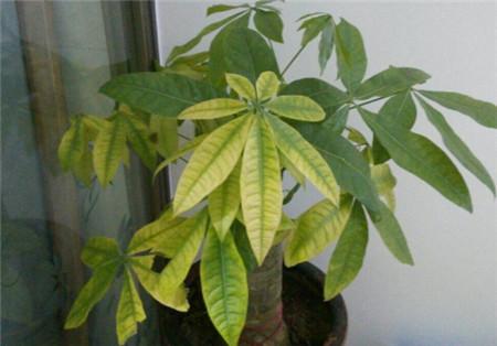 黄叶快死的花,黄叶死苗烂根急救120?-第3张图片-优品飞百科 黄叶快死的花,黄叶死苗烂根急救120?-第3张图片-优品飞百科