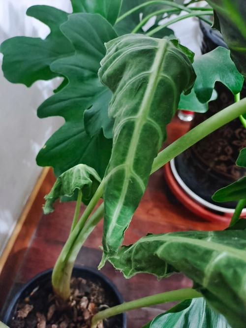 黄叶快死的花,黄叶死苗烂根急救120?-第4张图片-优品飞百科 黄叶快死的花,黄叶死苗烂根急救120?-第4张图片-优品飞百科