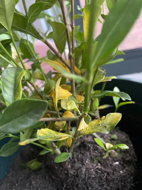 黄叶快死的花,黄叶死苗烂根急救120?-第5张图片-优品飞百科 黄叶快死的花,黄叶死苗烂根急救120?-第5张图片-优品飞百科