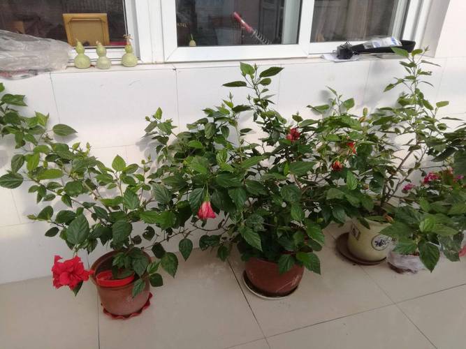 黄叶快死的花,黄叶死苗烂根急救120?-第6张图片-优品飞百科 黄叶快死的花,黄叶死苗烂根急救120?-第6张图片-优品飞百科