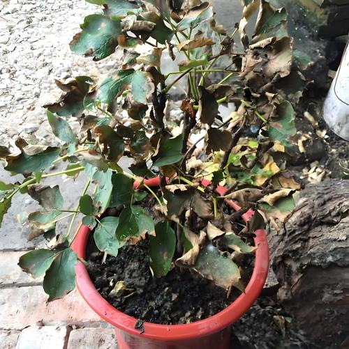 黄叶快死的花,黄叶死苗烂根急救120?-第7张图片-优品飞百科 黄叶快死的花,黄叶死苗烂根急救120?-第7张图片-优品飞百科