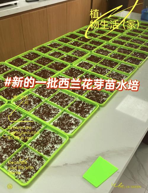 兰花发芽了要怎么养，兰花发芽了是否服盆了？-第2张图片-优品飞百科